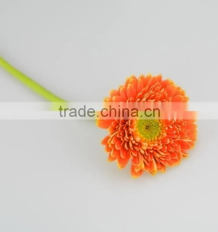 Fresh cut Golden Sun single gerbera from guangdong