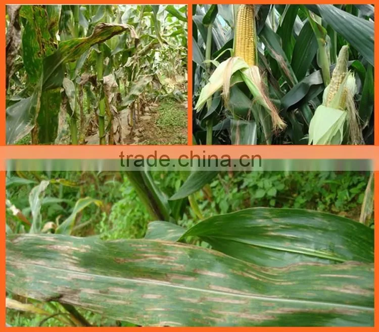 Huminrich Granular State And Other Fertilizers Classification Lignite Humic Acid