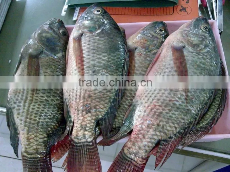 Price frozen tilapia fish whole round and gutted scaled