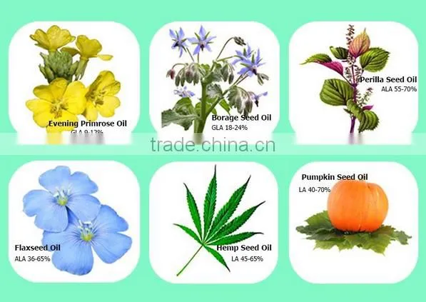 Manufacture high quality Pumpkin Seed Oil lower blood lipid