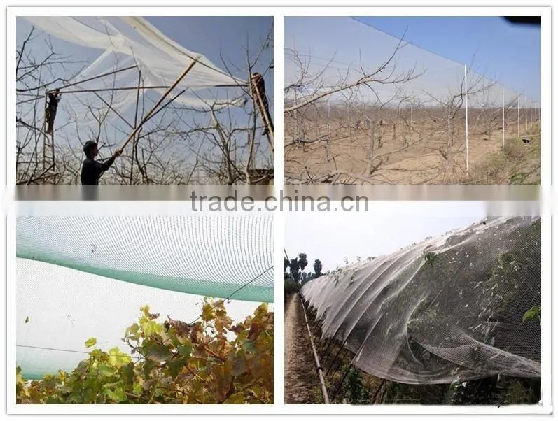 apple tree hail guard net /protection net for trees with competitive price