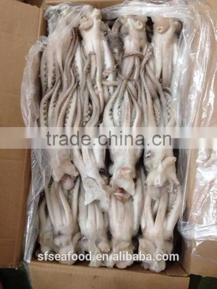 Seafood Illex Squid Frozen Squid Tentacle