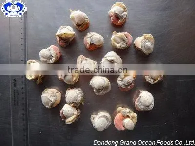frozen scallop meat with roe and frill