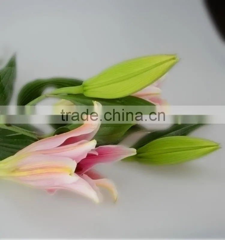 High quality sorbonne lilies in sale