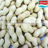 groundnut kernels peanuts