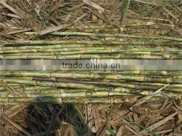6BZ-5 sugarcane top removing machine/sugarcane leaf removing machine for sale