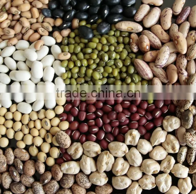 2014 new crop White Kidney Beans, long shape ; Kidney Bean (White / Red / Black)