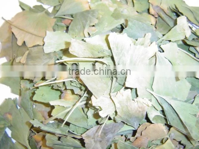 Ginkgo Biloba leaves 50KGS/BALE