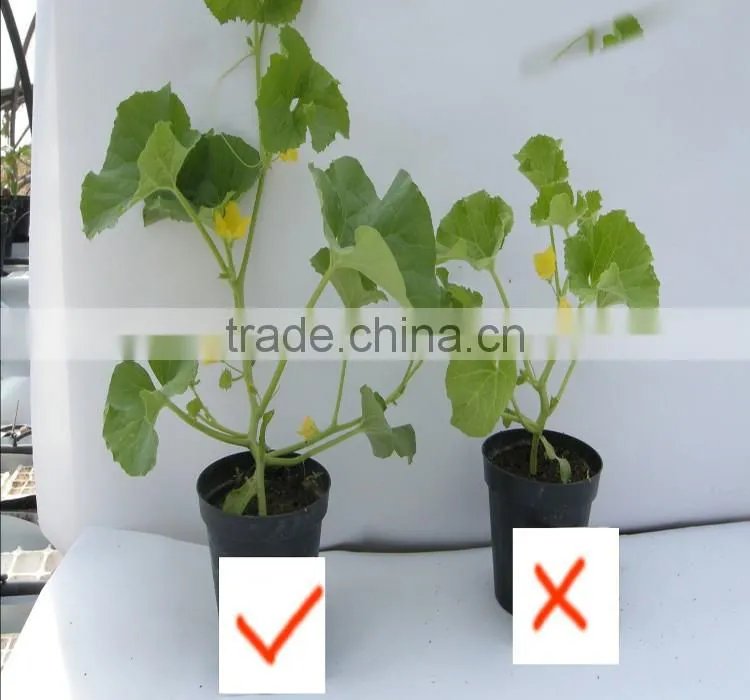 organic fertilizer from seaweed