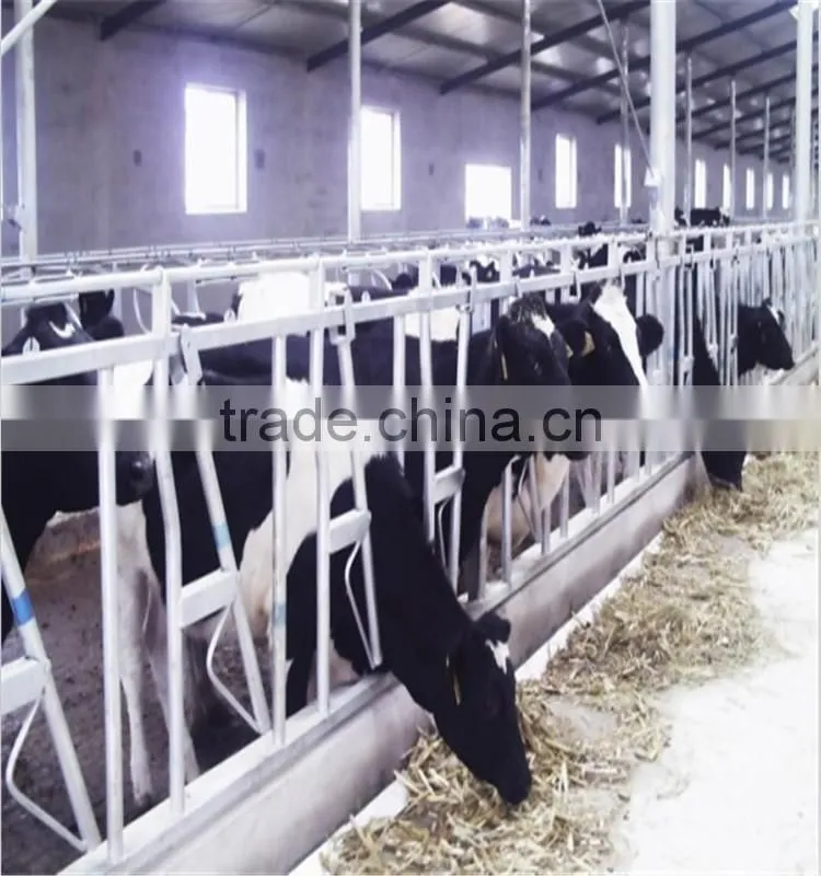 Hot dipped galvanized livestock equipment cattle headlock