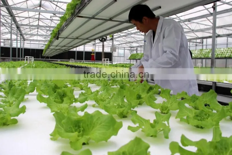 hydroponic systems greenhouse