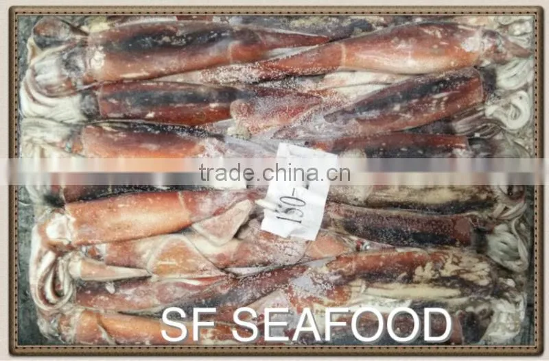 SQUID WHOLE of illex squid