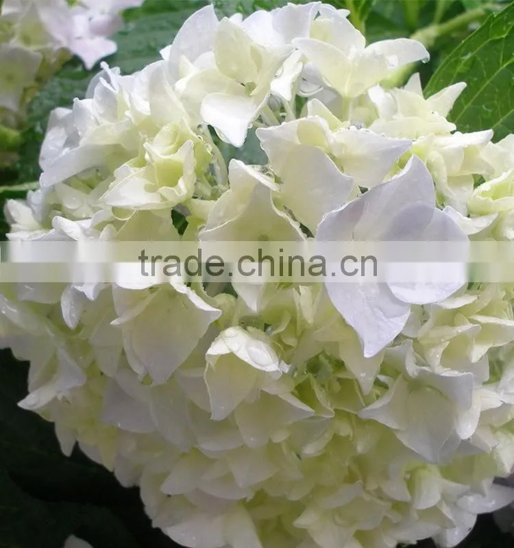 Beautiful new products pink natural hydrangea flower