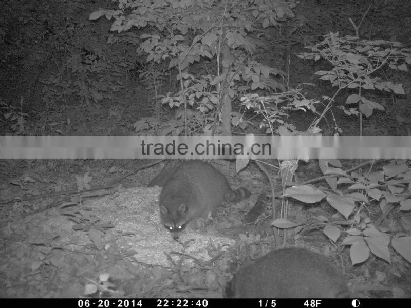 Hunting Trail Camera