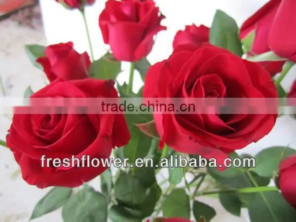wholesale fresh big red rose flower