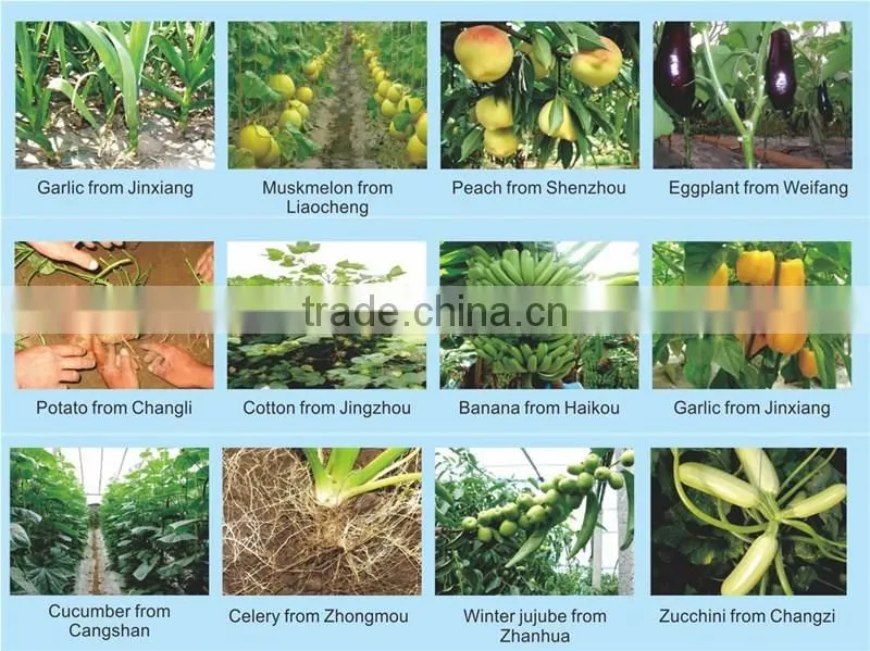 20g Small Packing Seaweed Fertilizer