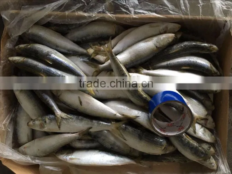 Sardine Fish
