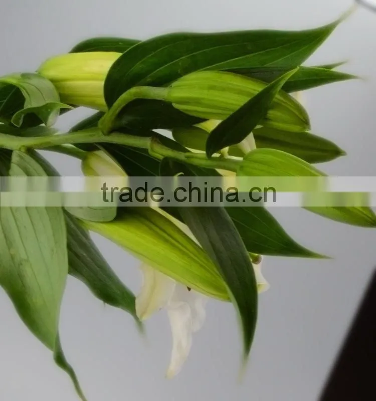 Fashionable Siberia snow white lily