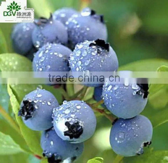FORZEN BLUEBERRY