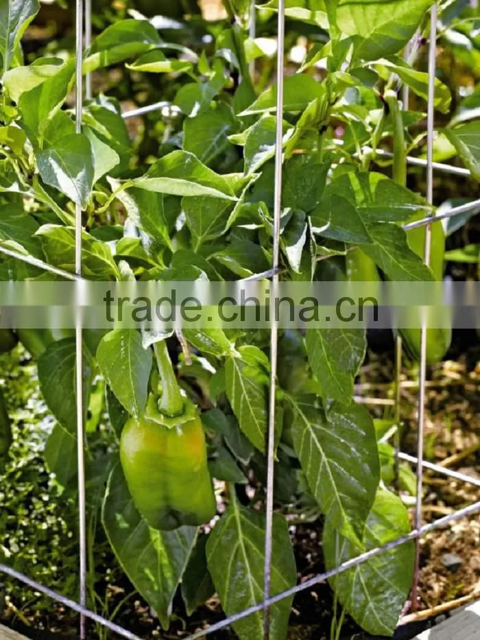 Folding plant tomato support cages
