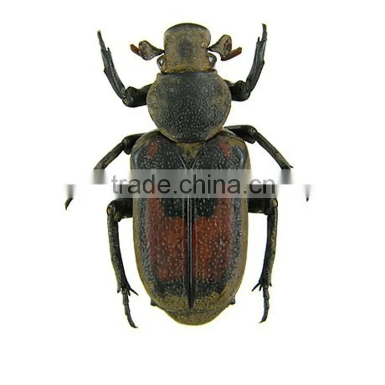 Theme park giant ant insect models