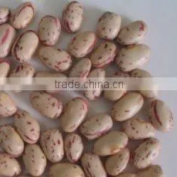 Light Speckled Kidney Bean 2010 long shape