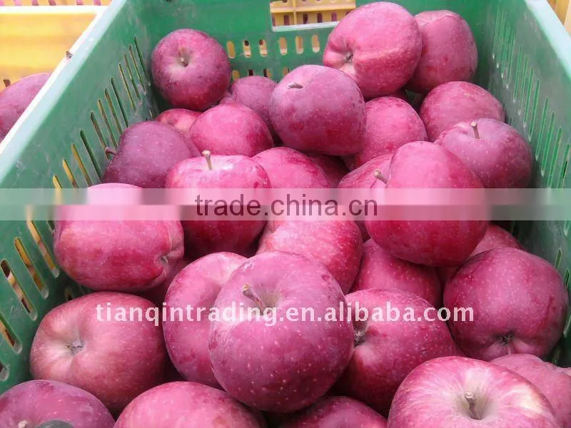 shandong fresh red fuji apple