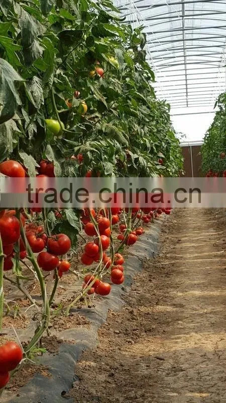 Hybrid Tomato Seeds From China TY Resistance Big Firm Fruits-6800