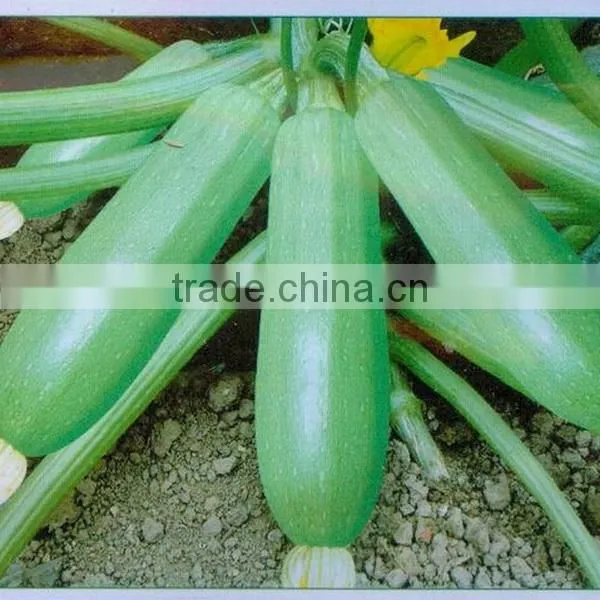 NSQ10 Jintan Hybrid long shape zucchini seeds