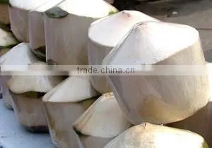 600pcs per hour electric green coconut trimming machine