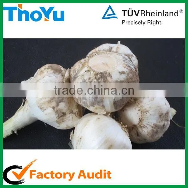 Fast speed fresh garlic root cutting machine/fresh garlic tail cutter(SMS:0086-15837162163)
