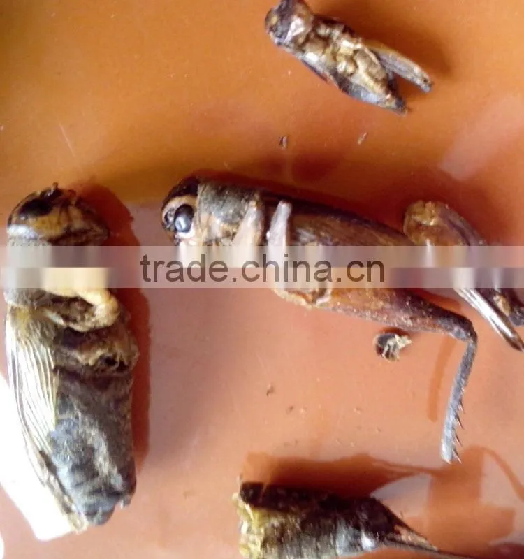 Pet food suppliers dried crickets //dried mealworms //dried grasshopper