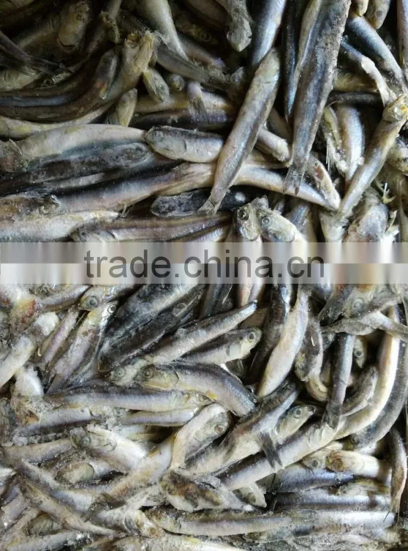 hot sales Land frozen anchovy for bait