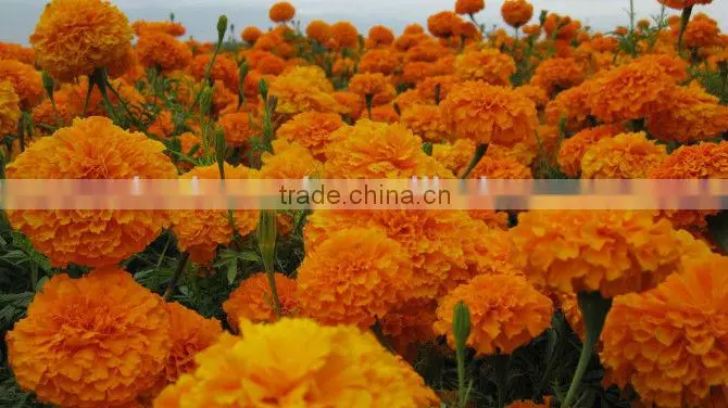 Non Pollution Reddish Yellow Lutein Powder