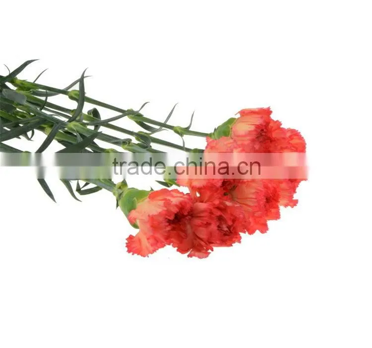 Popular Flame Orange natural cut carnation flowers