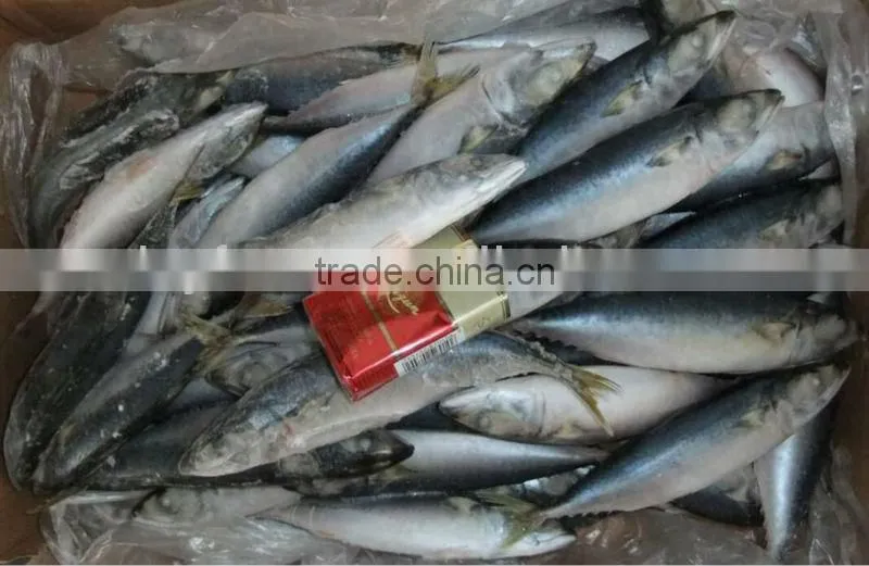 Frozen Mackerel (scomber japonicus)