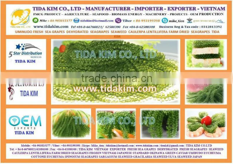 FRESH SEA GRAPES - UMIBUDO - TIDA KIM - SEAWEED GREEN CAVIAR OKINAWA JAPAN DEHYDRATED SEAGRAPES - CAULERPA LENTILLIFERA