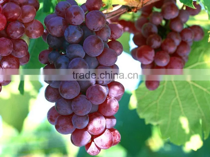 organic essential grapeseed oil