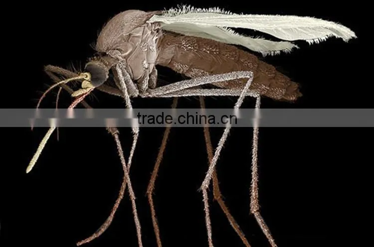 Theme park decorations exhibit insect