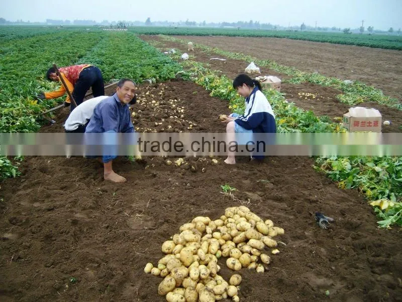 2016 fresh Holland potato (china)
