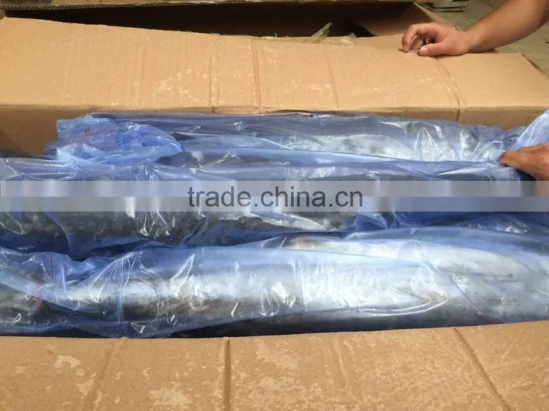 Best Quality Spanish Mackerel Frozen On Board
