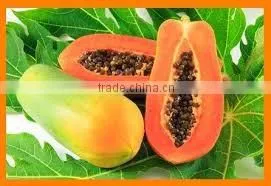 PAPAYA FRUIT POWDER FOR AYURVEDIC REMEDY