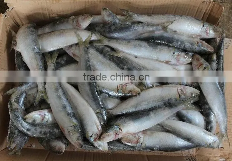 Light catch fresh frozen sardines on sale