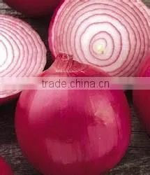 Fresh Onion supplier manufacturer