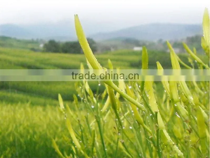 100% Natural Organic dried Lily flower,daylily