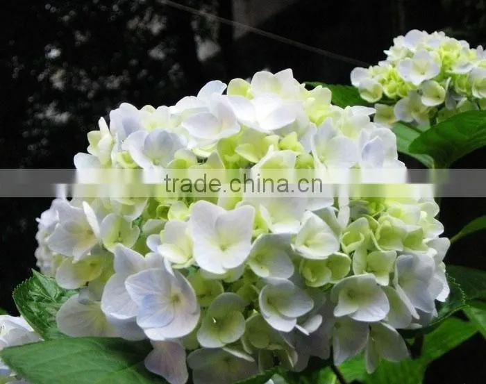 The shrub plant Hydrangea macrophylla seedling