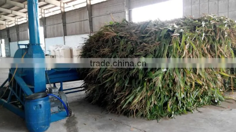 Corn Silage