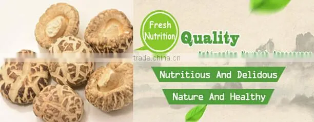 lentinus edodes/mushroom champignon/champignon mushroom