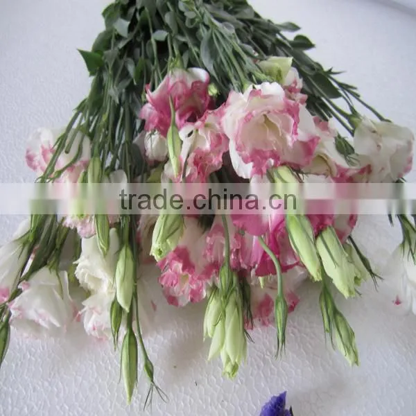 varieties of fresh cut flower eustoma, lisianthus with high quality