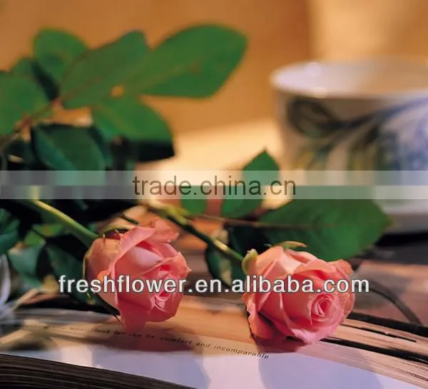 Fresh cut flowers of beautiful rose flower